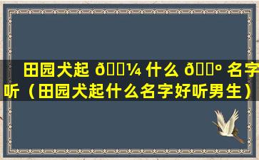 田园犬起 🌼 什么 🌺 名字好听（田园犬起什么名字好听男生）